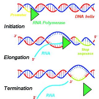 transcription  dna stages processing teachmephysiology