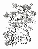Yorkshire Coloring Terrier Pages sketch template