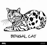 Bengal Croquis Dessinés Alamy Isolé sketch template