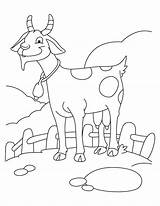 Goat Bode Fazenda Kolorowanki Koza Ziege Cabras Kozy Kolorowanka Druku Tudodesenhos Drukuj sketch template