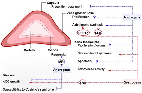 ijms free full text the sexually dimorphic adrenal cortex