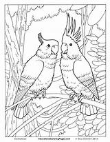 Coloring Realistic Pages Animal Tropical Bird Birds Printable Animals Prey Desert Color Print Cool Colouring Getcolorings Getdrawings Colorings sketch template
