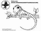 Arrowhead Reptile sketch template