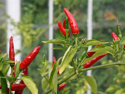 Growing Chillies The Best Varieties To Grow At Home Saga