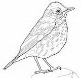 Thrush Bird Roodborstje Grives Animaux sketch template