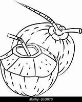 Cocco Noce Coconuts Acqua Isolato Vettoriale Fumetto Bozzetto Frutta Tagliata Vettore Tracciata Verdura sketch template