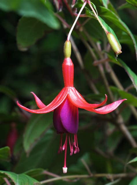 filefuchsia magellanica tasjpg wikipedia