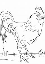 Gallo Tulamama Chickens Hierba Coloringonly Hens Dibujosonline sketch template