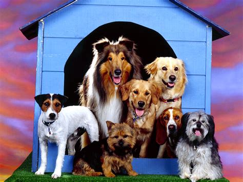 dog breed group  wallpapers hd desktop  mobile backgrounds