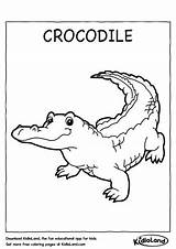 Crocodile Coloring Worksheets Kids Worksheet Animals Kidloland Printable Pages Educational Printables sketch template