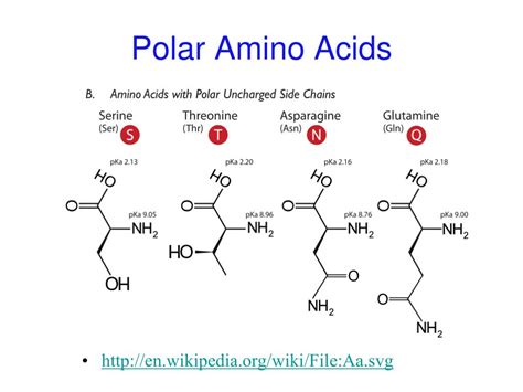 chapter  amino acids peptides proteins powerpoint