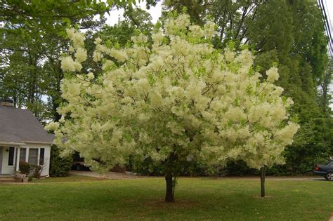 victoria gardens blooming  chionanthus virginicus white fringe tree