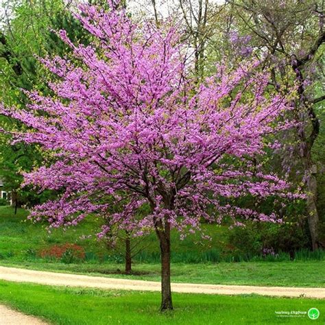 forest pansy eastern redbud cercis canadensis forest pansy green