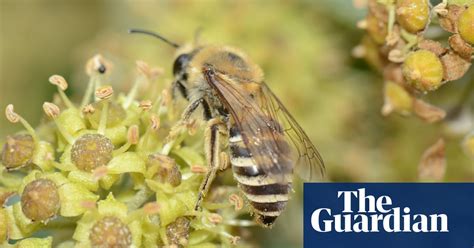 Country Diary The Ivy Bees Are Ready For Their Close Ups Environment