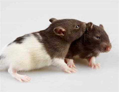 Can Male And Female Rats Live Together In The Same Cage