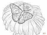 Butterfly Coloring Pages Flower Flowers Lady Painted Realistic Drawing Printable Hibiscus Sits Hard Adult Color Adults Large Book sketch template