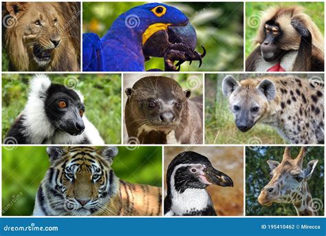 beautiful animals collage    zoo stock photo image  park safari