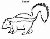 Skunk Coloring Drawing Hunt Food Color Line Getdrawings Luna sketch template