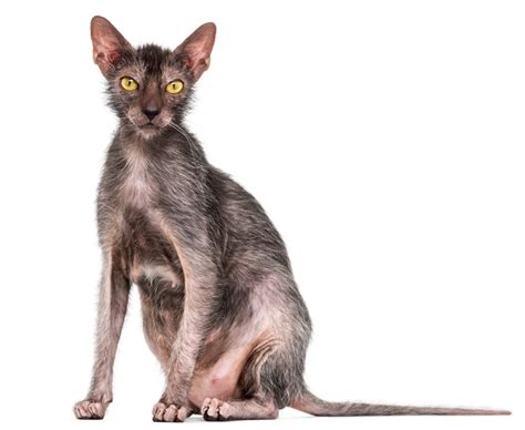 The Lykoi Cat Breed All About The Werewolf Cats