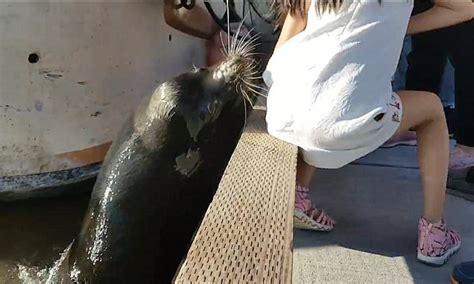 sea lion grabs girl from pier and drags her underwater daily mail online