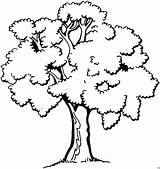Baum Malvorlage Ausmalbild Malvorlagen Arboles Dieses Herunterladen Coloriage sketch template