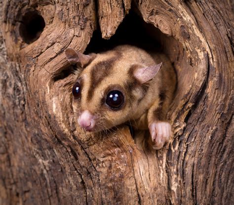 uc led study identifies   sweet tasmanian invader university  canberra
