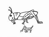 Grasshopper Clipart Colouring Animals Grasshoppers Ants Marching Library Preschoolcrafts Webstockreview Malvorlagen Grillo sketch template