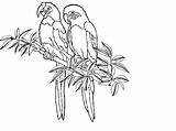 Rainforest Tropicales Dschungel Bird Colorine Healthy Coloringhome Ausmalbilder Printouts Insertion sketch template