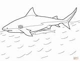 Shark Requin Squalo Bullenhai Bouledogue Sharks Tigre Stampare sketch template