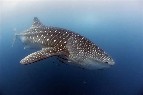 nasa star tracking technology   save whale sharks
