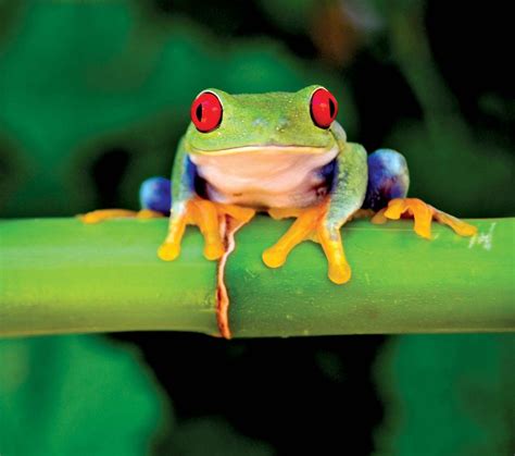 awesome frog species   tropics britannica
