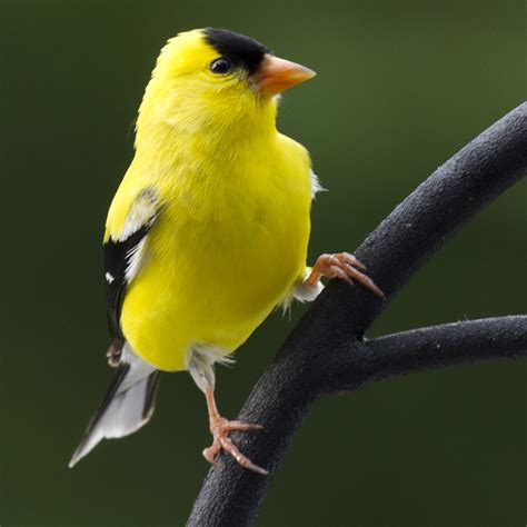 american goldfinch birds  pennsylvania