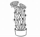 Cactus Flowers Coloring Coloringcrew Book sketch template