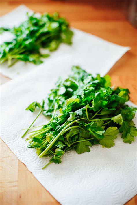 store cilantro  ways  fresh   fridge
