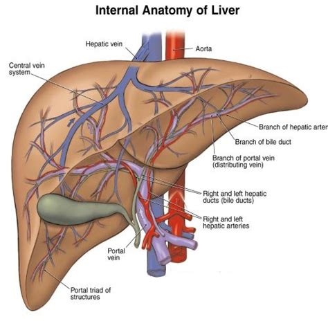 8 Herbs For Liver Liver Anatomy Digestive System Anatomy Human Body