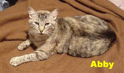 Abby Cat – Telegraph