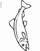 Salmon Drawing Template Coloring Pages Templates Colouring Fish Kids Water Colors Kid Printablecolouringpages Getdrawings Mosaic Animal School sketch template