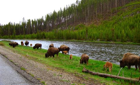 Travel Tip See The Bison At Yellowstone Inside