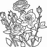 Colorare Rosas Flores Bambini Indietro sketch template
