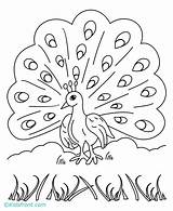 Peacock Coloring Pages Popular Gif sketch template