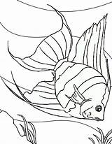 Fish Coloring Angel Sea Dive Into Floor Choose Board Coloringsky sketch template
