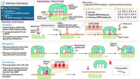 ap biology translation protein synthesis ditki medical biological sciences