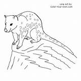 Quoll Coloring Pages Line Australian Tiger Printable Own Color sketch template