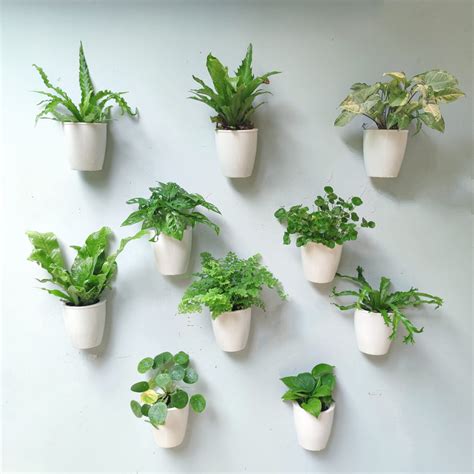 lalagreen wall planters  indoor plants  pack