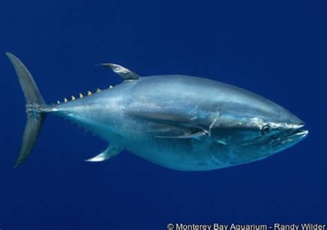bluefin tuna sells      worth celebrating mens journal