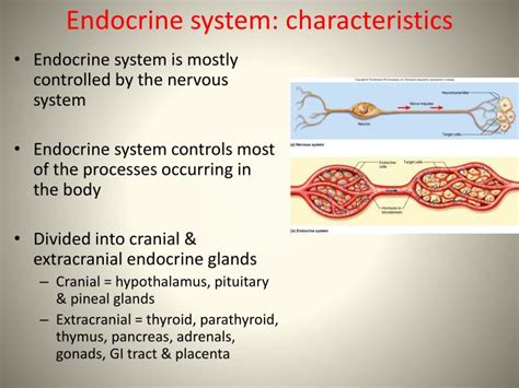 Ppt The Endocrine System Powerpoint Presentation Id 303775