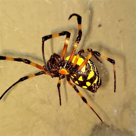 especie de aranha preta  amarela pecho wallpaper