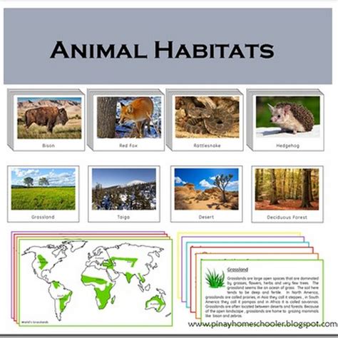 animal habitats cards  pinay homeschooler