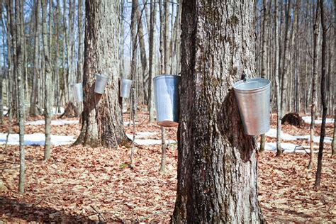 maple syrup quebec  hurting  producers  encouraging