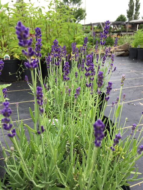 lavender lavandula angustifolia horlings plants